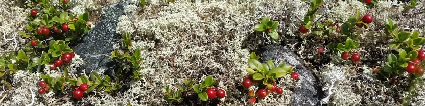 Что по осям