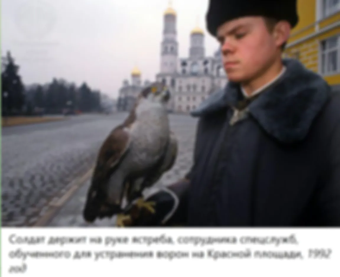 Про сознание у собак и кошек