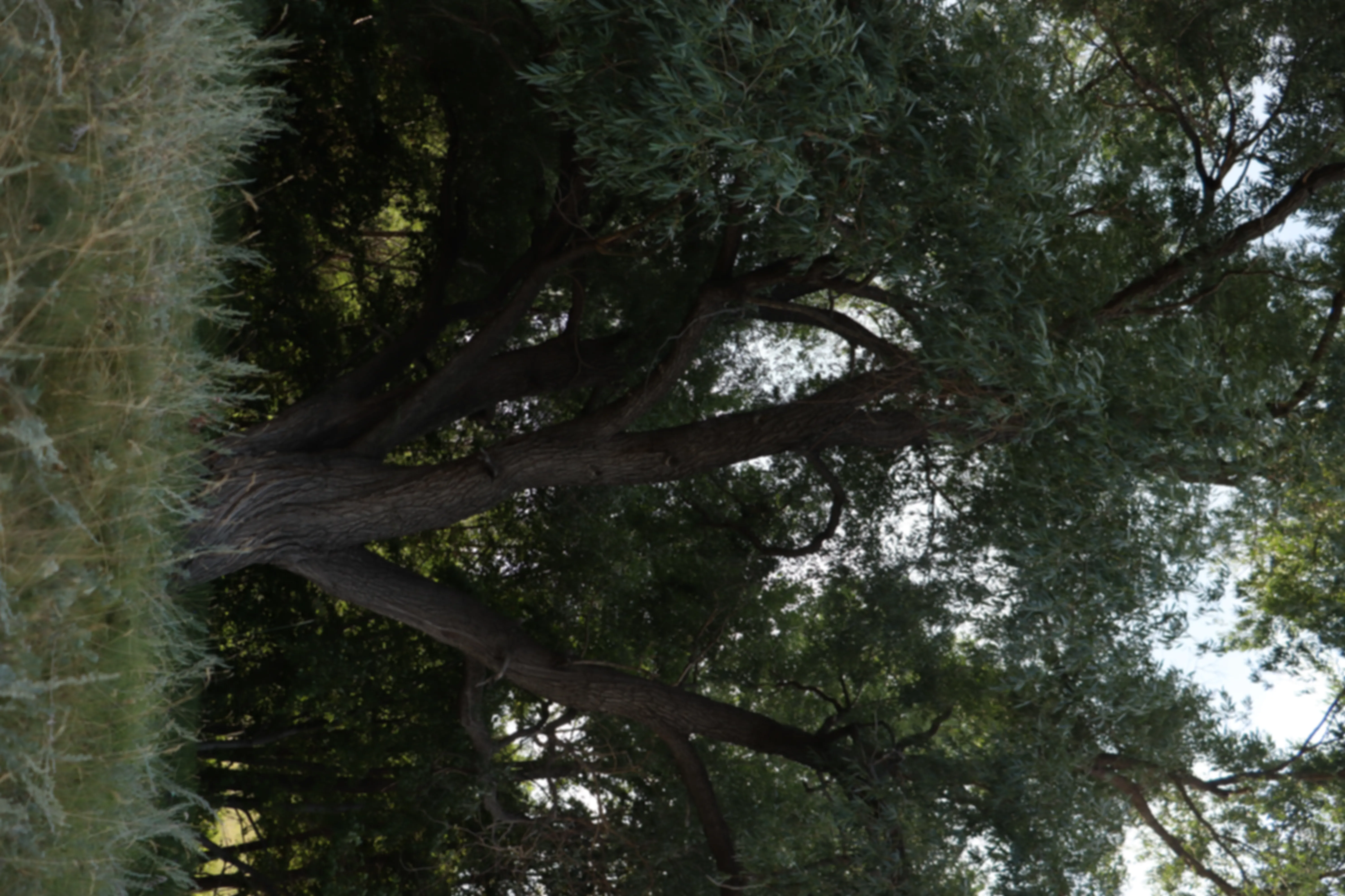 preview_image