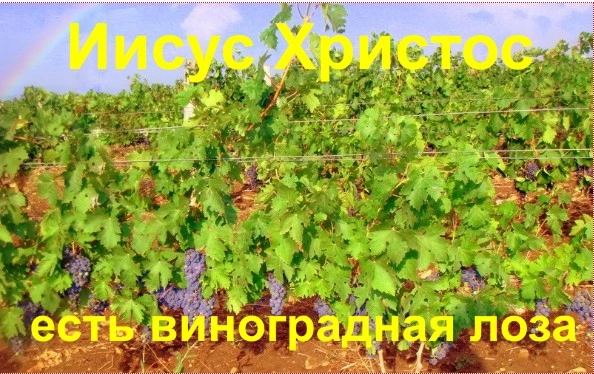 Евангелие от Марка (ч.22): Какой властью? (Мк. 11:27—12:27)