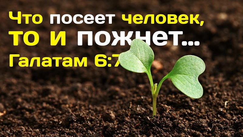 Что посеет человек, то и пожнет (История Давида)