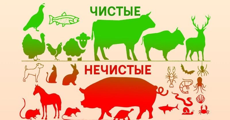 Книга Левит (ч.47): Определение существ, пригодных для пищи (11:1-23)