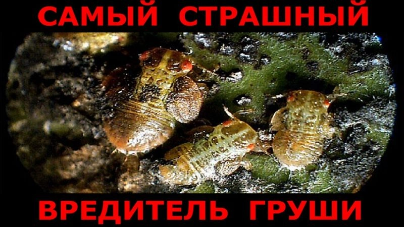 Грушевая медяница — бич грушевых садов