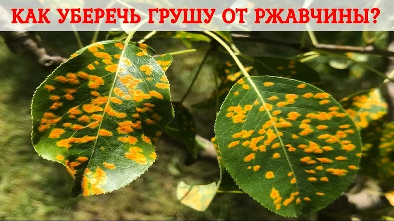 Ржавчина груши. Борьба и профилактика.