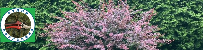 Болезни плодовых