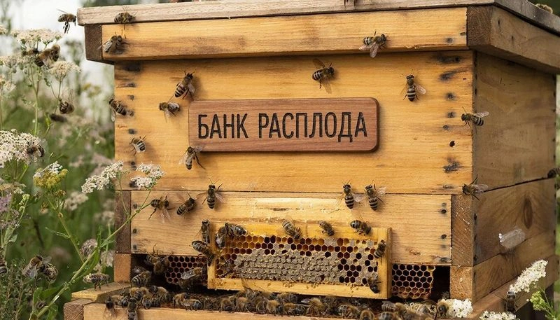 Для тех, кто бережно относится к своим ощущениям… — «Пора! ПОРА ЗАНИМАТЬСЯ БАНКОМ РАСПЛОДА!» — Передача из программы «РАЗБОР МЕТОДОВ»