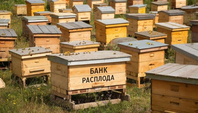 «Формирование  БАНКа РАСПЛОДА!» — Передача из программы «РАЗБОР МЕТОДОВ»