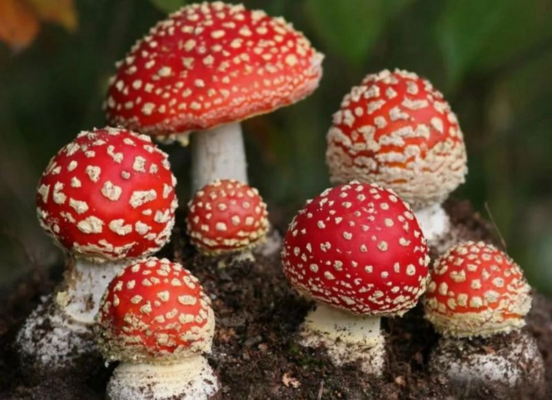 По грибы (микозы)
