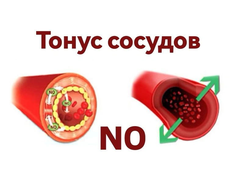 Тонус сосудов и оксид азота NO