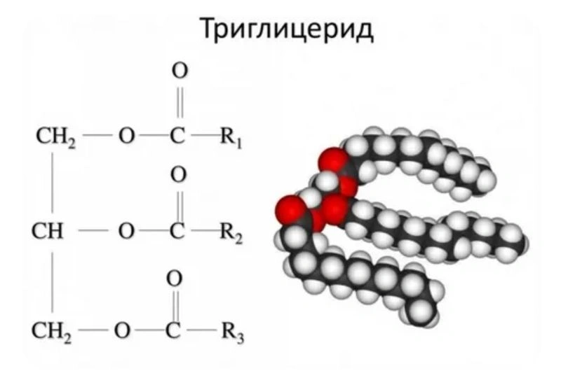 Триглицериды