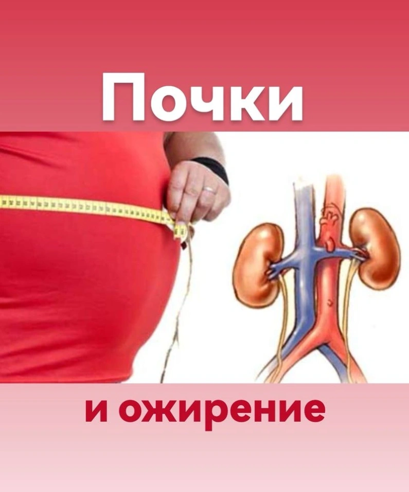 Почки и ожирение