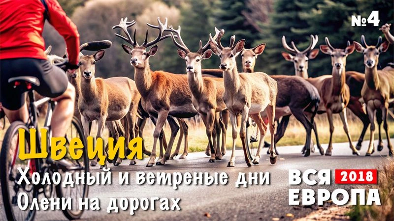 Путешествие по Европе. Швеция. Олени на дорогах. № 4