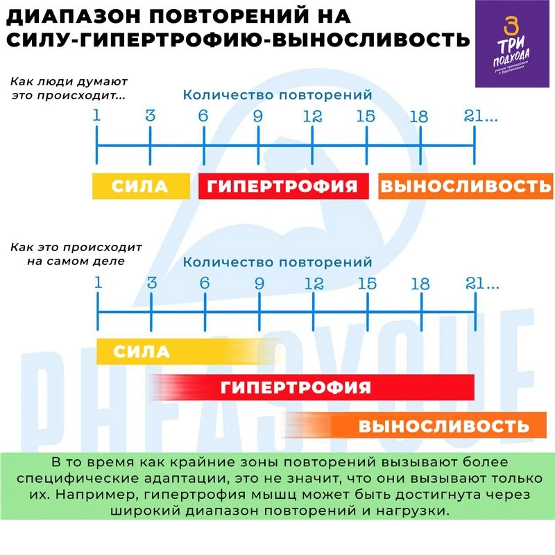 Инфографика: Диапазон повторений на силу-гипертрофию-выносливость