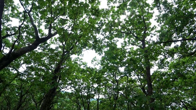 ГОРА, ТЕЛЕПОРТ И КНИЖНЫЙ КЛУБ