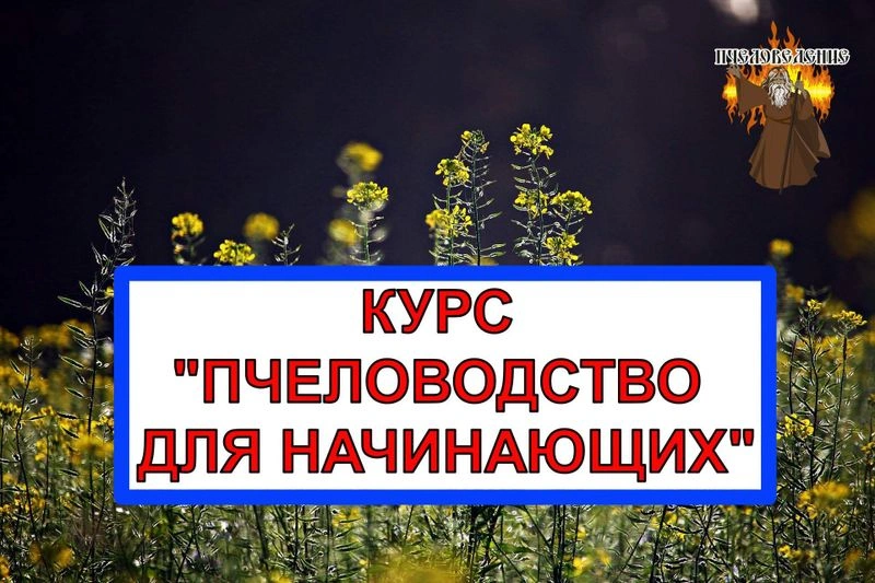 Содержание курса «Пчеловодство для начинающих»