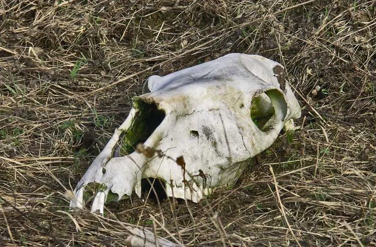Экспедиция в чудское царство