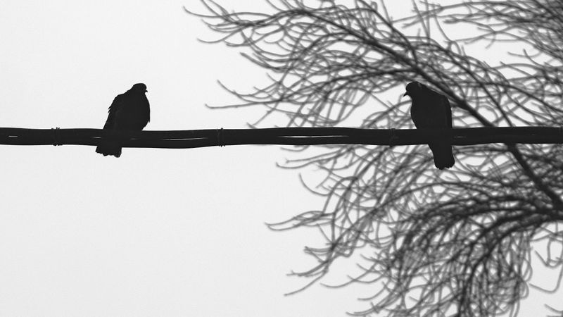 preview_image