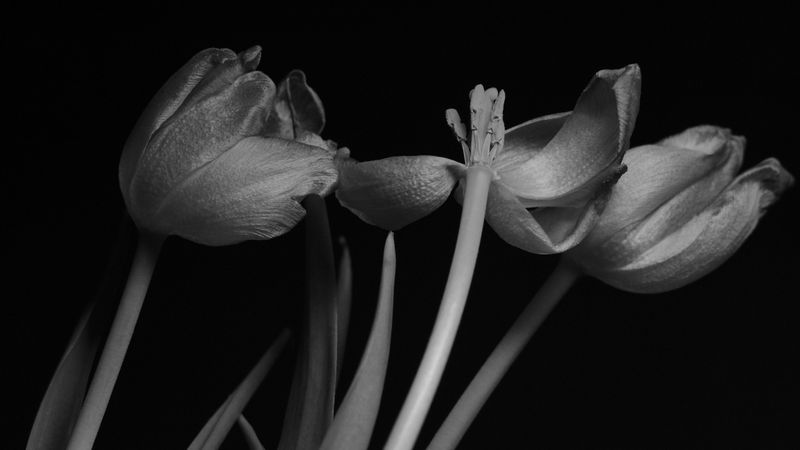 preview_image