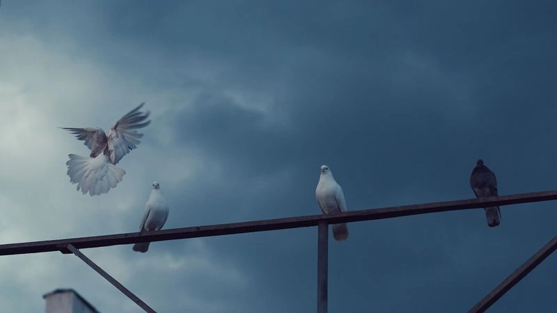 № 66 «Вечерние встречи».