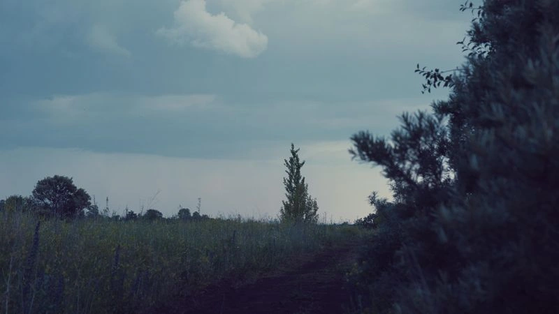 № 48 «Перед дождем (когда есть куст — все по-другому)».