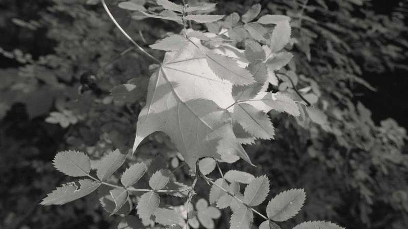 № 111 «Листья».