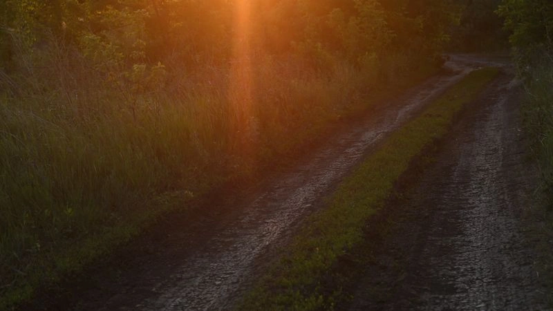 № 156 «Лучи заката».