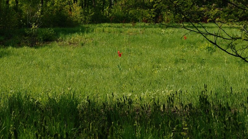 № 138 «Его величество зеленый».