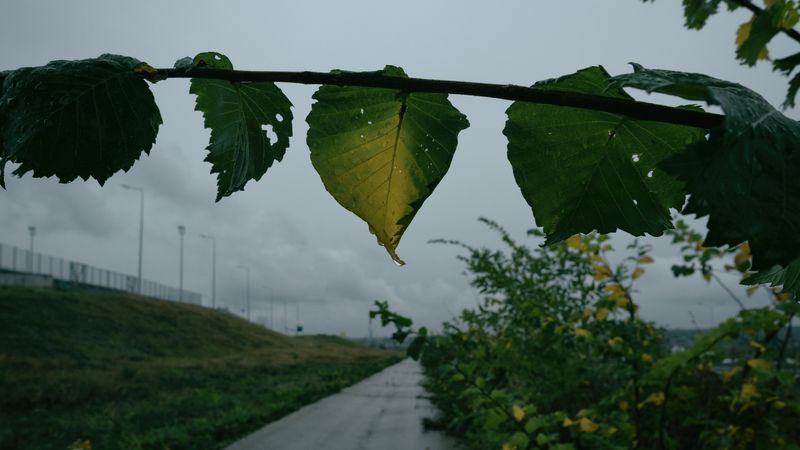 preview_image