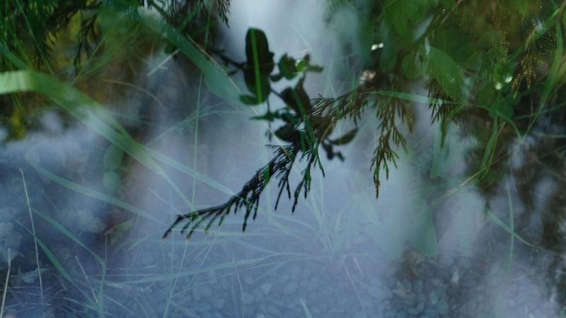 № 146 «Флористик II».