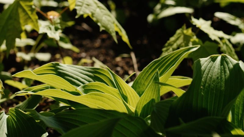 № 137 «Свежий цвет».