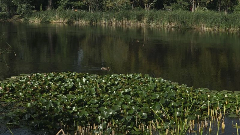 № 157 «Озерные рефлексы».