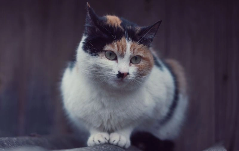 № 49 «Cats portraiture».