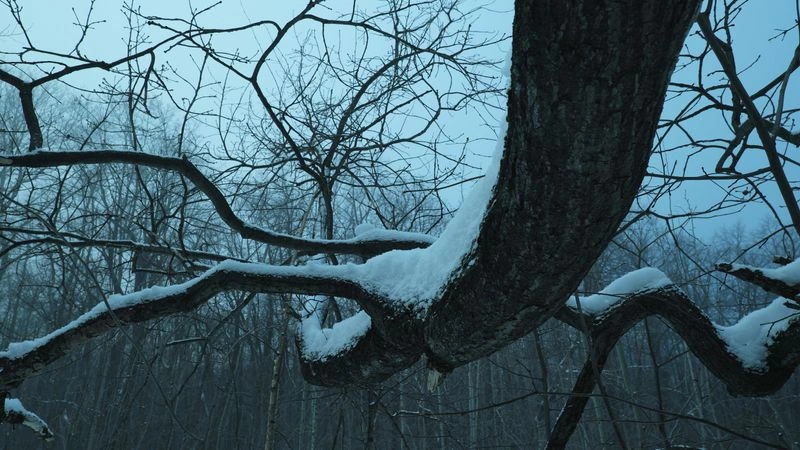 № 44 «Леса напряженные стволы».