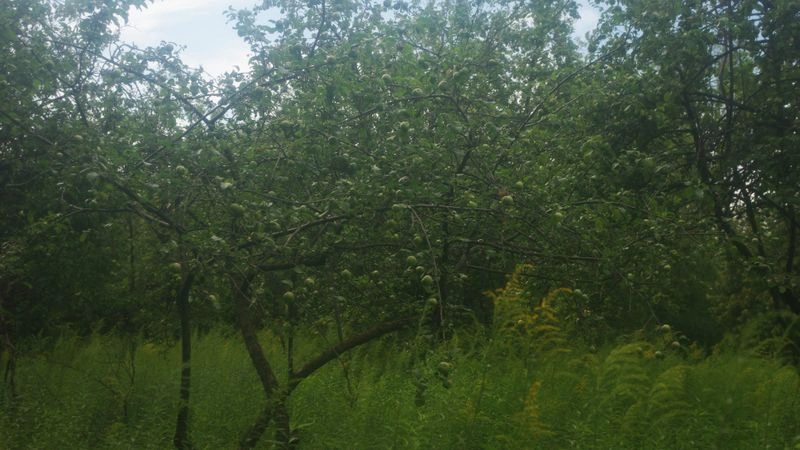 № 199 «Яблоневый сад».