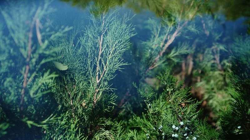 № 145 «Флористик».