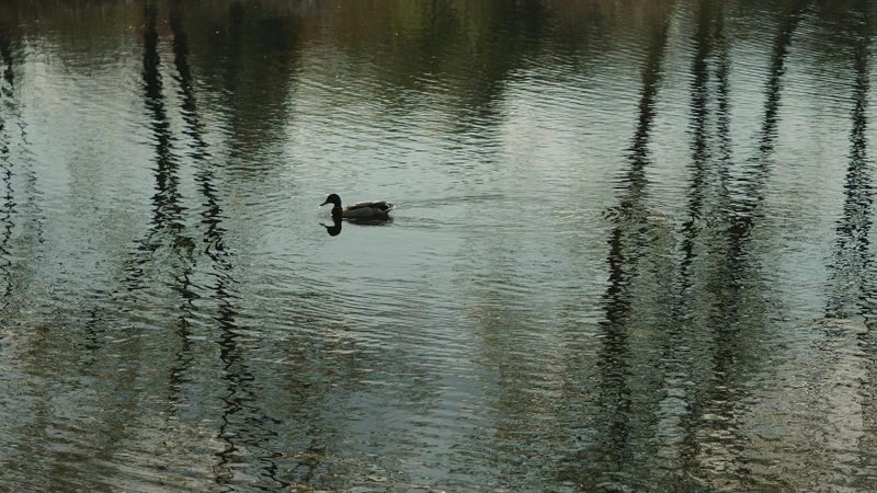 № 127 «Рефлексы».