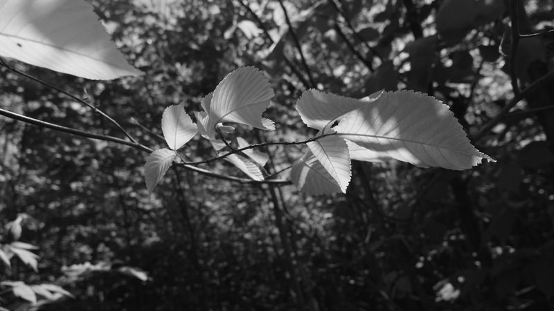 preview_image