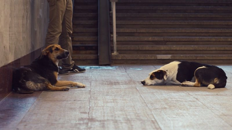 № 37 «Dogs».