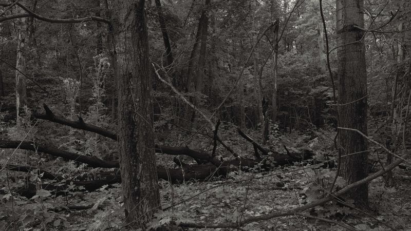 preview_image