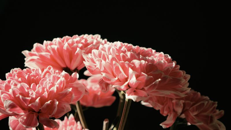 preview_image