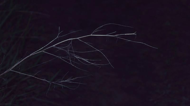 № 19 «Флора. Темная серия».