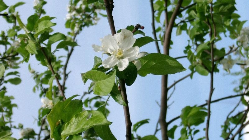 № 278 «Ботаника».