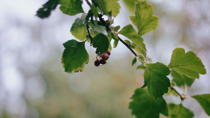 preview_image