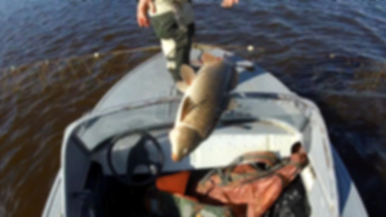 Рыбалка на Амуре. Ставная сеть. Озеро. Мешок рыбы. Рыбалка на озере