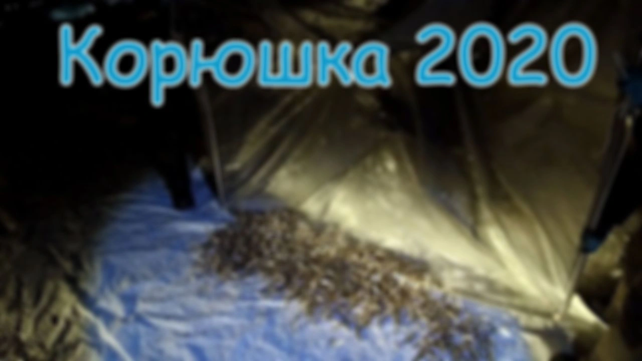 Рыбалка на реке Амур. Зимняя рыбалка 2020. Корюшка на фидер