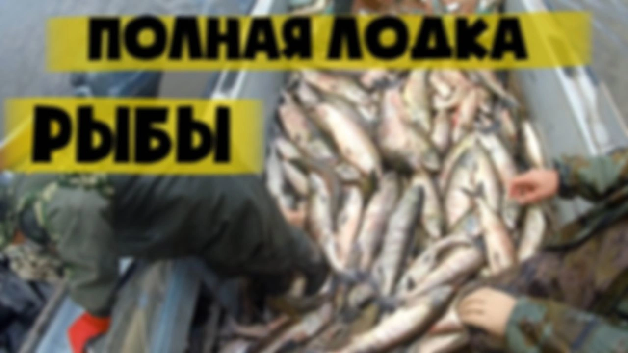 СУРОВАЯ РЫБАЛКА НА АМУРЕ. Промысловый лов осенней кеты лосося. Fishing salmon chum