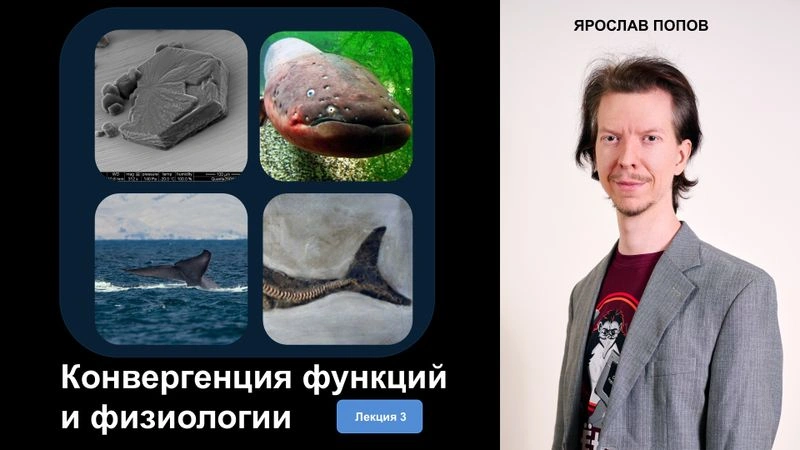 Конвергенция: когда природа себя повторяет. Лекция-3: «Конвергенция функций и физиологии» [Эксклюзив]