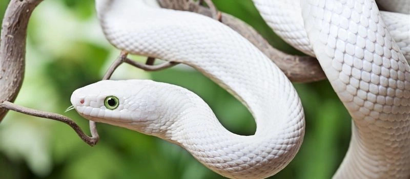 Тёмная душа. Глава 21. Моя змейка