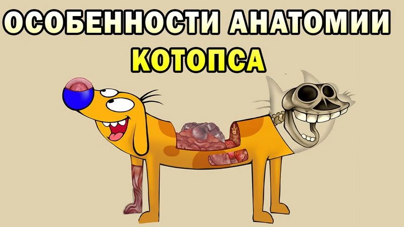 Особенности биологии Котопса | Спекулятивная биология