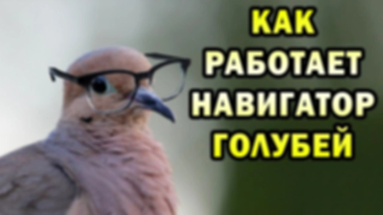 Как голуби находят дорогу домой (почти всегда)
